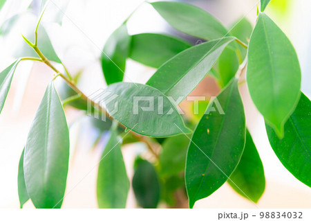 【インテリア】鉢植えされたガジュマル【植物素材】 98834032