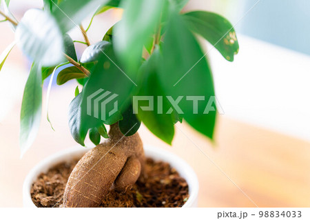 【インテリア】鉢植えされたガジュマル【植物素材】 98834033