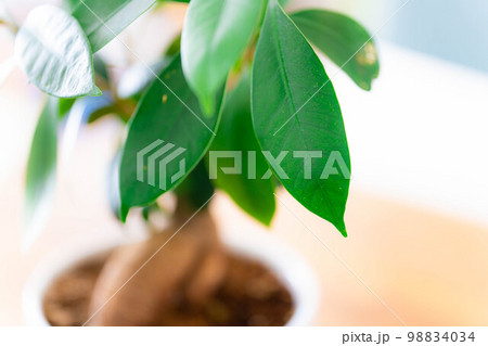 【インテリア】鉢植えされたガジュマル【植物素材】 98834034