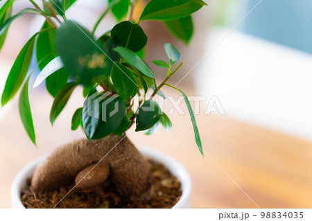 【インテリア】鉢植えされたガジュマル【植物素材】 98834035