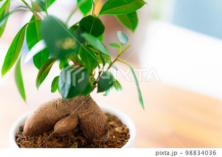 【インテリア】鉢植えされたガジュマル【植物素材】 98834036
