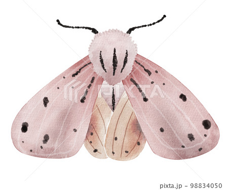 Pink moth, butterfly watercolor illustration. 98834050