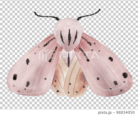 Pink moth, butterfly watercolor illustration. 98834050