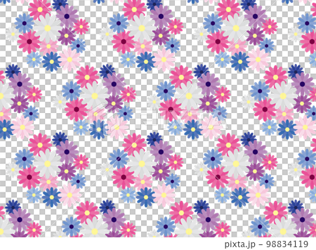 Cineraria BP1 98834119