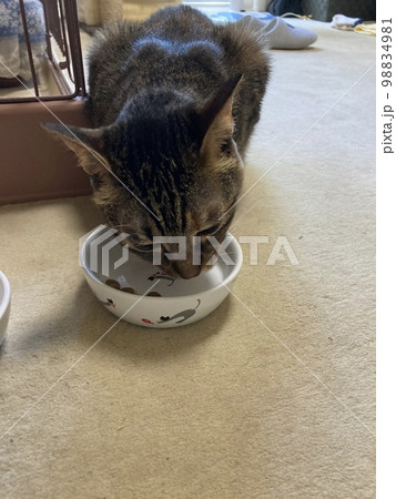 お皿のキャットフードを夢中に食べるキジトラの猫ちゃんです。 98834981