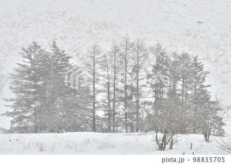 雪景色 長野県霧ヶ峰高原 雪景色 長野県霧ヶ峰高原 98835705