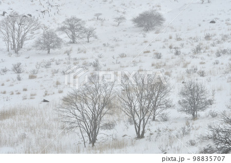 雪景色　　長野県霧ヶ峰高原 98835707