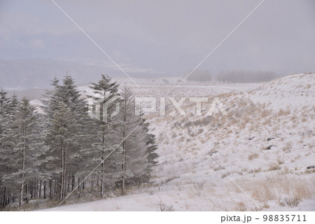 雪景色 長野県霧ヶ峰高原 雪景色 長野県霧ヶ峰高原 98835711