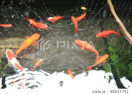 金魚の池に仕掛けられた蜘蛛の糸 98835741
