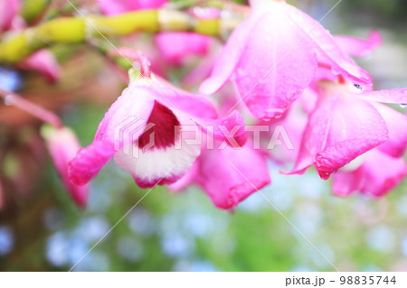ピンク色が美しいデンドロビュームの花びら 98835744