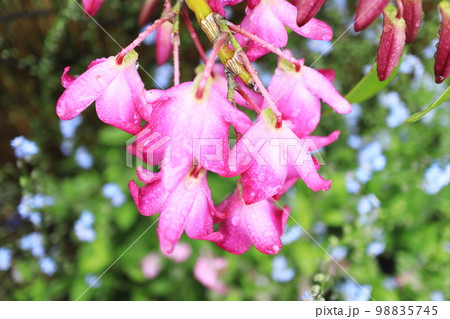 満開に開花したデンドロビュームの花 98835745