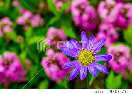 ピンク色の花畑に咲く紫色のミヤコワスレ 98835752