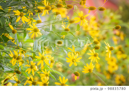Delicate daisy flowers pattern in a bloom, Giverny gardens at springtime, France 98835780