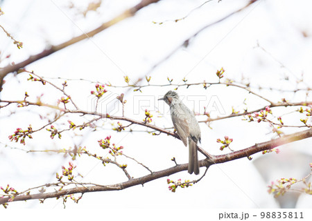 3分咲きの桜にとまるヒヨドリ 98835811