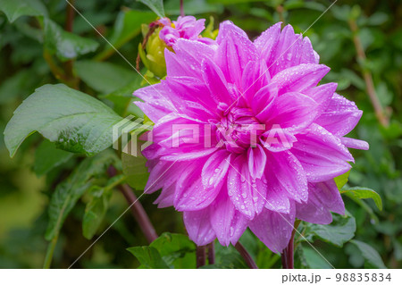 Single flower with drops of water, Giverny gardens at springtime, France Single flower with drops of water, Giverny gardens at springtime, France 98835834