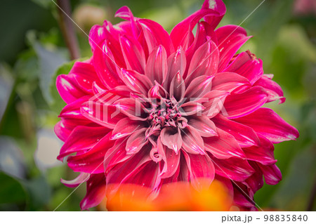 Single flower in a bloom, Giverny gardens at springtime, France 98835840