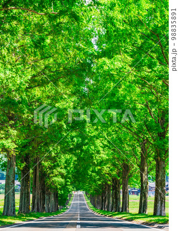 春・新緑・緑の並木イメージ　マキノ高原 98835891