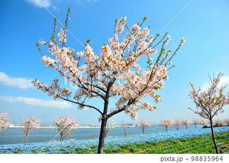 大阪湾に浮かぶ舞洲のネモフィラと桜 98835964