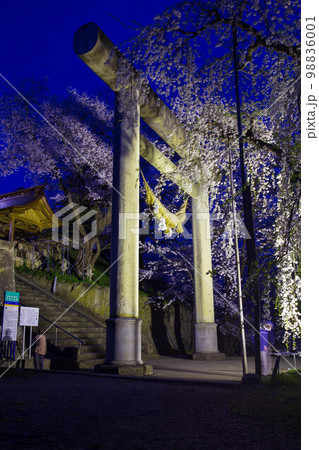 日本さくら名所100選　山形　烏帽子山公園　夜桜ライトアップ 98836001