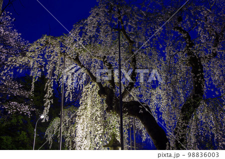 日本さくら名所100選 山形 烏帽子山公園 夜桜ライトアップ 日本さくら名所100選 山形 烏帽子山公園 夜桜ライトアップ 98836003