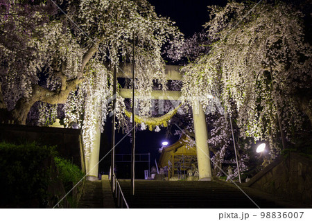 日本さくら名所100選　山形　烏帽子山公園　夜桜ライトアップ 98836007
