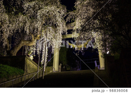 日本さくら名所100選　山形　烏帽子山公園　夜桜ライトアップ 98836008
