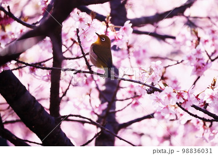 満開の美しい桜と可愛いメジロ 満開の美しい桜と可愛いメジロ 98836031
