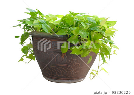 Golden Pothos is a versatile plant in pot 98836229