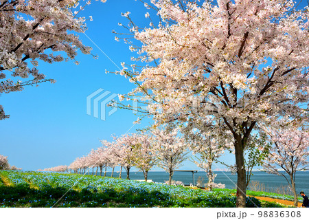 大阪湾に浮かぶ舞洲のネモフィラと桜 98836308