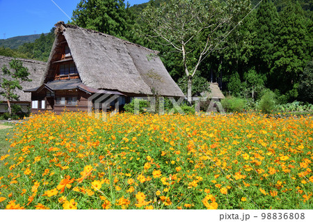 コスモスの花咲く五箇山の合掌造りの家 コスモスの花咲く五箇山の合掌造りの家 98836808