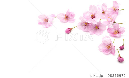 Cherry blossom isolated on white background. sign of spring. copy space. Cherry blossom isolated on white background. sign of spring. copy space. 98836972
