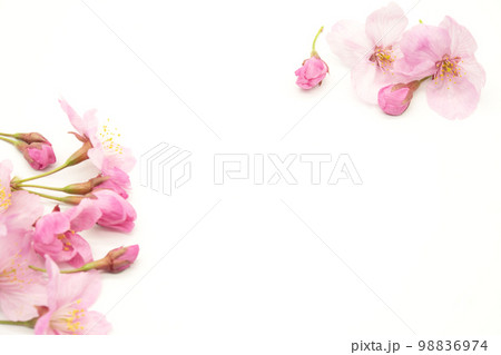 Cherry blossom isolated on white background. sign of spring. copy space. 98836974