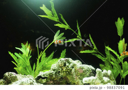 日本　水族館　神社仏閣　寺　観光　 98837091