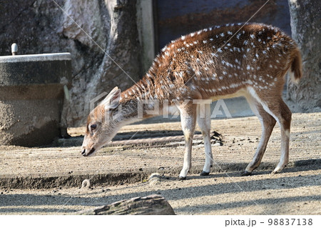 アクシスジカ 98837138