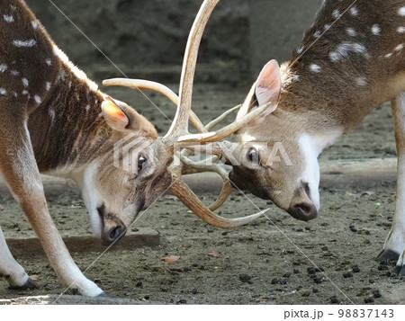 アクシスジカ 98837143