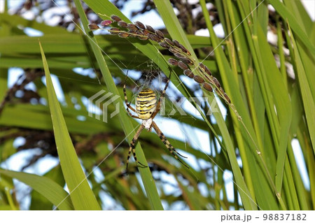 ゆずの里毛呂山町の棚田に実った古代米の黒い稲穂に巣を作ったナガコガネグモ 98837182