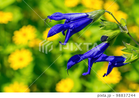 黄色い花畑に咲く青色のメドウセージ 98837244