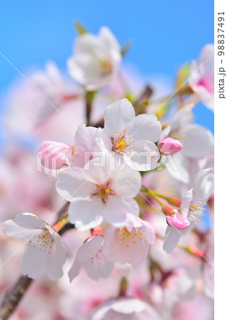 大阪湾に浮かぶ舞洲の桜 98837491