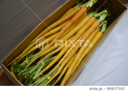 シマニンジン (Okinawa) 98837562