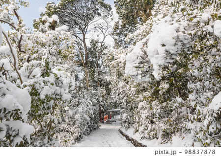 京都船岡山　雪の道風景 98837878