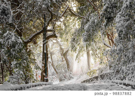 京都船岡山　雪の道風景 98837882