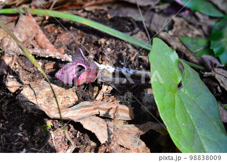 春の野山に咲くコシノカンアオイの花 98838009