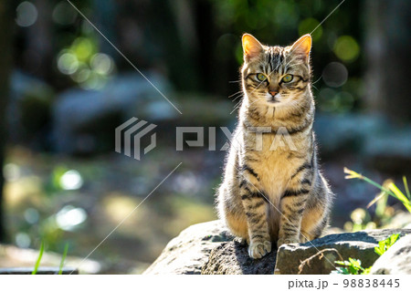 野良猫のポートレート　正面からの撮影 98838445