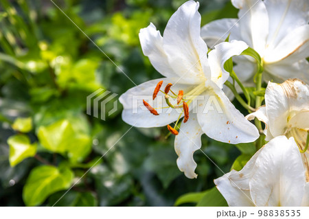 百合の花 マクロイメージ 百合の花 マクロイメージ 98838535