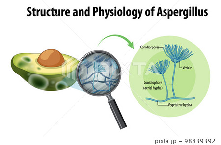 Structure and Physiology of avocado Aspergillus 98839392