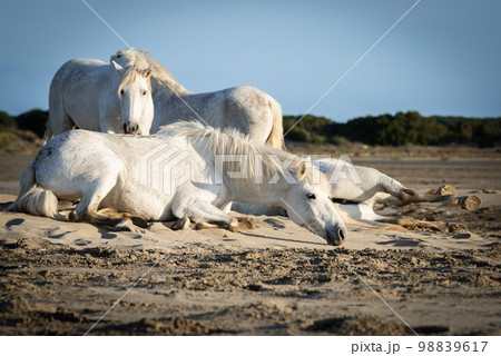 Herd of white horses are taking time on the beach. Image taken in Camargue, France. Herd of white horses are taking time on the beach. Image taken in Camargue, France. 98839617