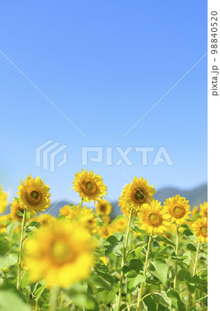北海道赤井川村「エンジョイファームゆめ」のヒマワリ畑 98840520