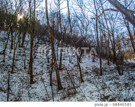 残雪の陣馬山の登山道 98840585