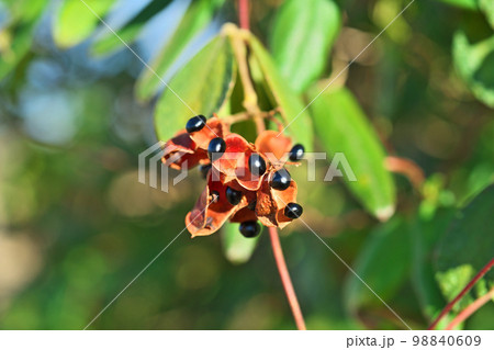 黒いタンキリマメの実（冬、十二月） 98840609