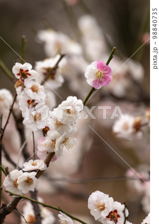 源平咲きしている梅の花の風景 源平咲きしている梅の花の風景 98840735